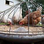 Жириновский показал ферму