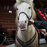 Журналисты в цирке