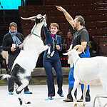 Журналисты в цирке