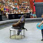 Большой Московский цирк пригласил маленьких подопечных фонда «Даунсайд Ап» на репетицию 