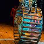 Цирк на Проспекте Вернадского