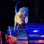 Цирк на Проспекте Вернадского