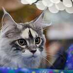 Кэтсбург-2016