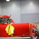 Кэтсбург-2016