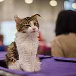 Кэтсбург-2016