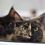 Кэтсбург-2016