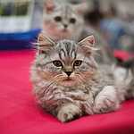 Кэтсбург-2016