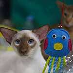 Кэтсбург-2016