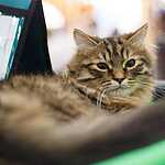 Кэтсбург-2016