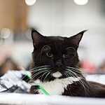 Кэтсбург-2016