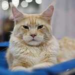 Кэтсбург-2016