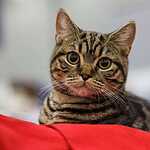 Кэтсбург-2016