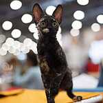 Кэтсбург-2016