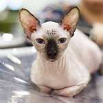 Кэтсбург-2016