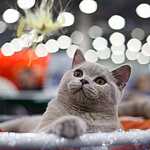 Кэтсбург-2016