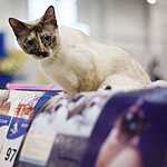 Кэтсбург-2016