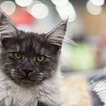 Кэтсбург-2016