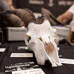 Moscow Tattoo Week 2016