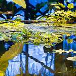 Новая оранжерея Аптекарского огорода