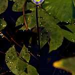 Новая оранжерея Аптекарского огорода