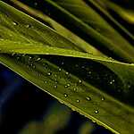 Новая оранжерея Аптекарского огорода