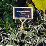 Новая оранжерея Аптекарского огорода