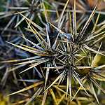 Новая оранжерея Аптекарского огорода