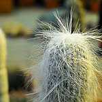 Новая оранжерея Аптекарского огорода