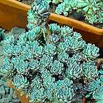 Новая оранжерея Аптекарского огорода