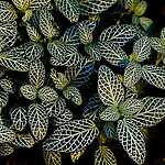 Новая оранжерея Аптекарского огорода