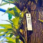 Новая оранжерея Аптекарского огорода