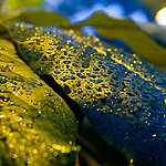 Новая оранжерея Аптекарского огорода