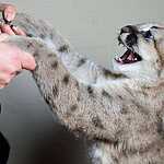 Трёхмесячный котёнок пумы в зоопарке «Чудесный» под Уссурийском