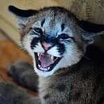 Трёхмесячный котёнок пумы в зоопарке «Чудесный» под Уссурийском