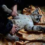 Трёхмесячный котёнок пумы в зоопарке «Чудесный» под Уссурийском