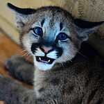 Трёхмесячный котёнок пумы в зоопарке «Чудесный» под Уссурийском