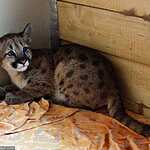 Трёхмесячный котёнок пумы в зоопарке «Чудесный» под Уссурийском