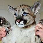 Трёхмесячный котёнок пумы в зоопарке «Чудесный» под Уссурийском