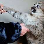 Трёхмесячный котёнок пумы в зоопарке «Чудесный» под Уссурийском