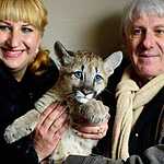 Трёхмесячный котёнок пумы в зоопарке «Чудесный» под Уссурийском