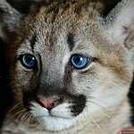 Трёхмесячный котёнок пумы в зоопарке «Чудесный» под Уссурийском