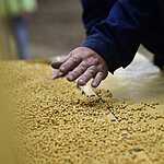 Посевные работы в Приморском крае