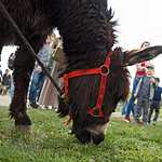 Турнир Святого Георгия