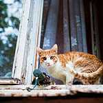 Всемирный день кошек