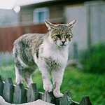 Всемирный день кошек