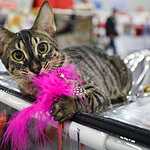 «Гран-При Royal Canin 2017»