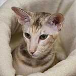 «Гран-При Royal Canin 2017»