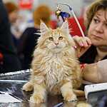 «Гран-При Royal Canin 2017»