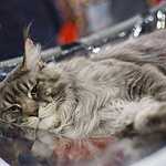 «Гран-При Royal Canin 2017»