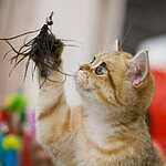 «Гран-При Royal Canin 2017»